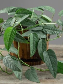 A potted vining plant with green, heart-shaped leaves sits on a wooden surface against a plain grey background.