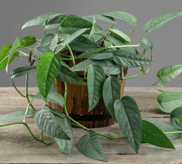 A potted vining plant with green, heart-shaped leaves sits on a wooden surface against a plain grey background.