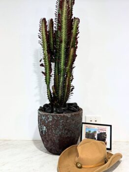 Tall potted cactus on a white surface next to a tan cowboy hat and a framed picture, against a white wall.