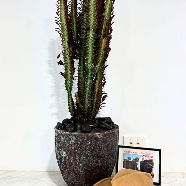 Tall potted cactus on a white surface next to a tan cowboy hat and a framed picture, against a white wall.