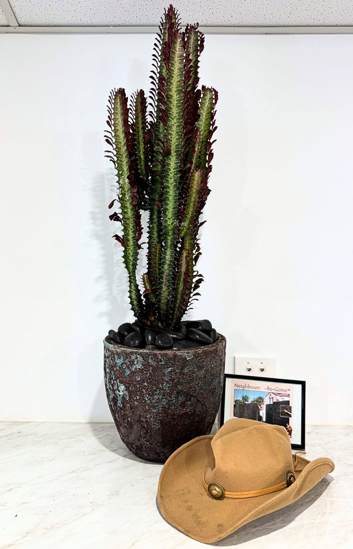 Tall potted cactus on a white surface next to a tan cowboy hat and a framed picture, against a white wall.