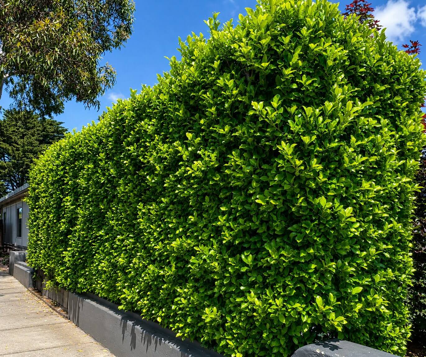 Tall, dense green hedge growing along the edge of a pavement beside a grey-painted wall, with a house partially visible in the background under a blue sky.