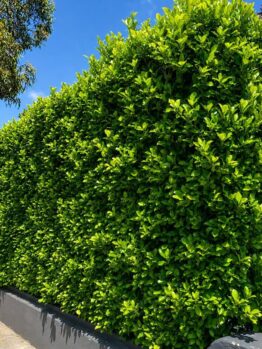 Tall, dense green hedge growing along the edge of a pavement beside a grey-painted wall, with a house partially visible in the background under a blue sky.