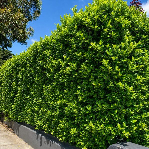 Tall, dense green hedge growing along the edge of a pavement beside a grey-painted wall, with a house partially visible in the background under a blue sky.