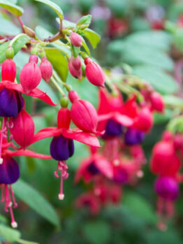 Close-up of Fuchsia 'Bella Sacha' 10" (Hanging Basket) with vibrant red and purple petals hanging from green stems, surrounded by lush green leaves in a garden setting.