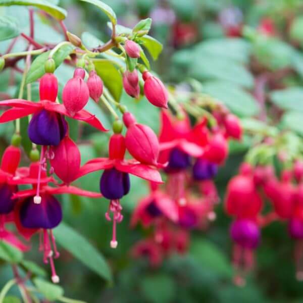 Close-up of Fuchsia 'Bella Sacha' 10" (Hanging Basket) with vibrant red and purple petals hanging from green stems, surrounded by lush green leaves in a garden setting.
