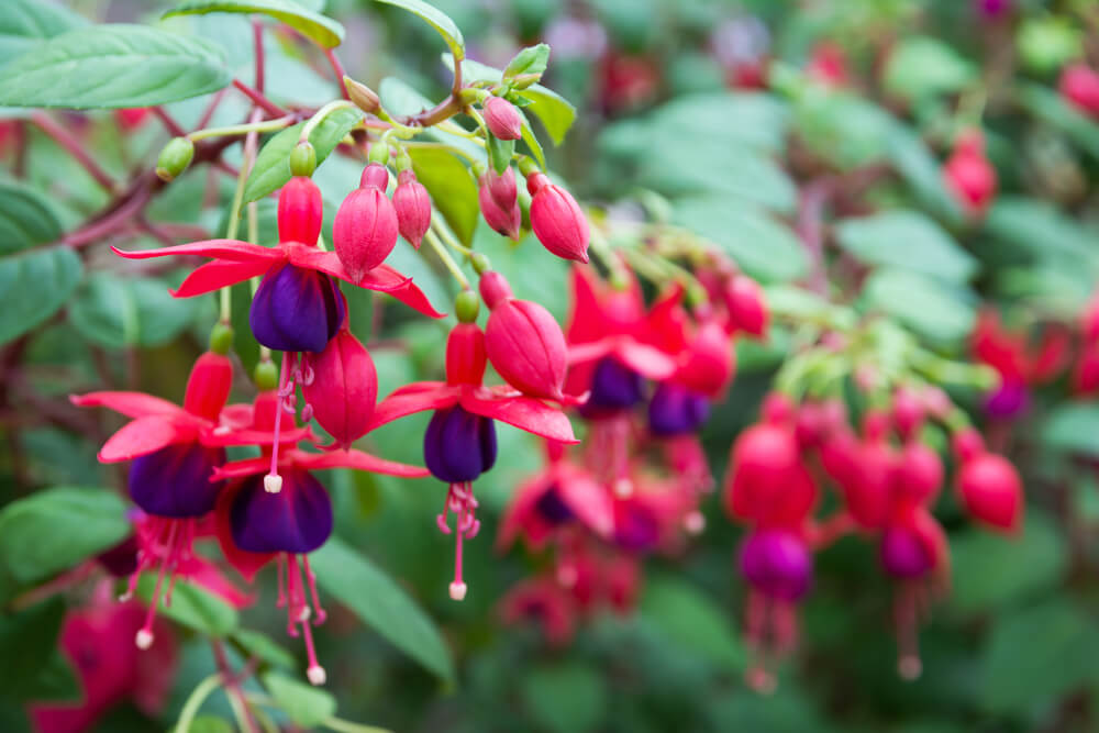 Close-up of Fuchsia 'Bella Sacha' 10" (Hanging Basket) with vibrant red and purple petals hanging from green stems, surrounded by lush green leaves in a garden setting.