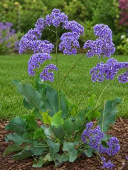 A single sea lavender plant with clusters of small purple flowers and broad green leaves growing in a mulched garden bed.