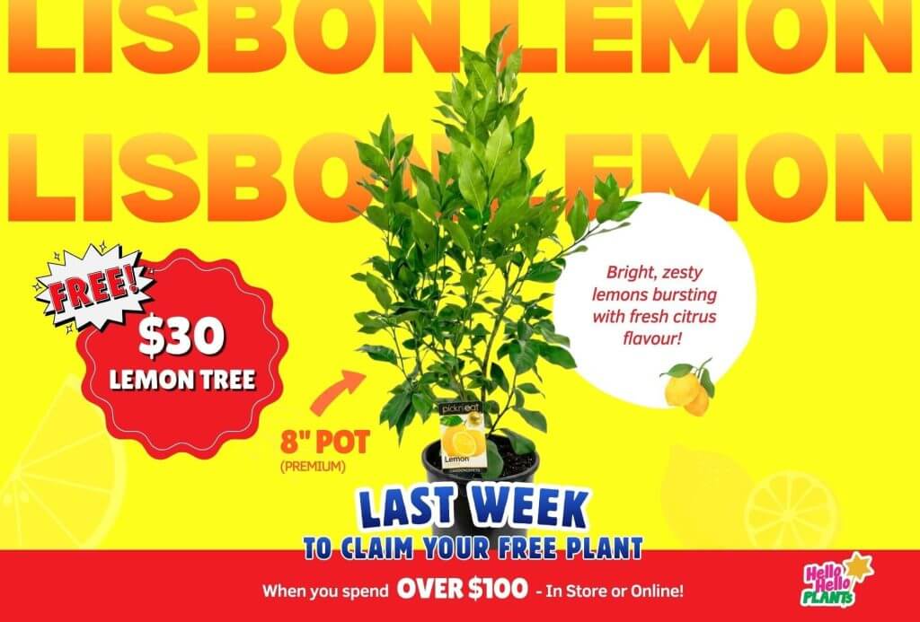 A potted Lisbon lemon tree is a free gift with £100+ purchase in our Autumn Plant Giveaway. The yellow background features text, lemon graphics, and plant care info.