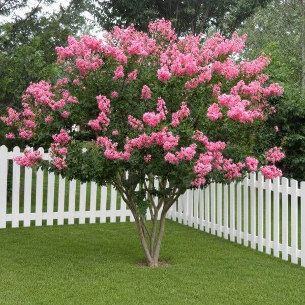 A crepe myrtle with bright pink blooms stands on green grass by a white picket fence, next to an Acer 'Kumoi Nishiki' Japanese Maple in a 10″ pot showing its striking variegated foliage.