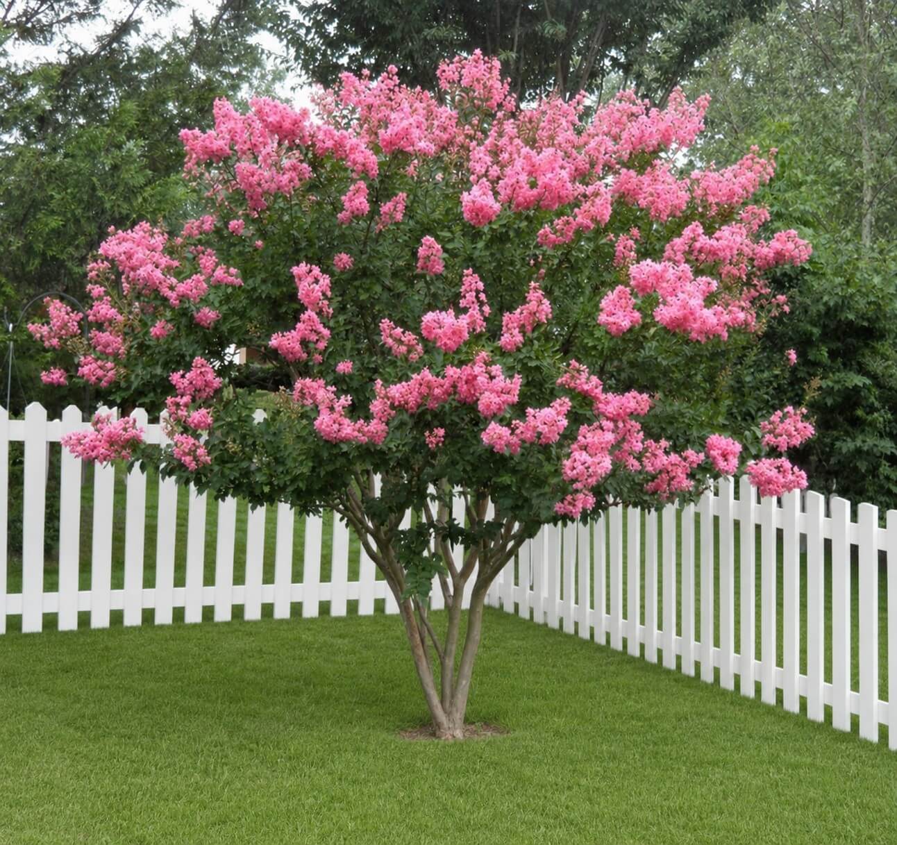 A crepe myrtle with bright pink blooms stands on green grass by a white picket fence, next to an Acer 'Kumoi Nishiki' Japanese Maple in a 10″ pot showing its striking variegated foliage.