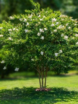 A small flowering tree with multiple trunks and clusters of white blossoms stands on a grassy lawn with a blurred green background.