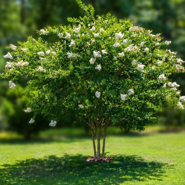 A small flowering tree with multiple trunks and clusters of white blossoms stands on a grassy lawn with a blurred green background.