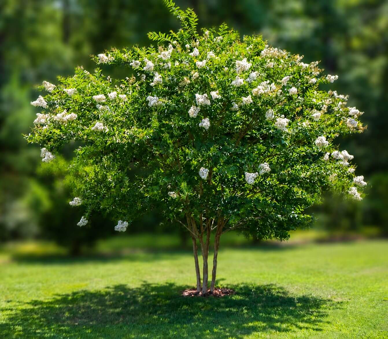 A small flowering tree with multiple trunks and clusters of white blossoms stands on a grassy lawn with a blurred green background.
