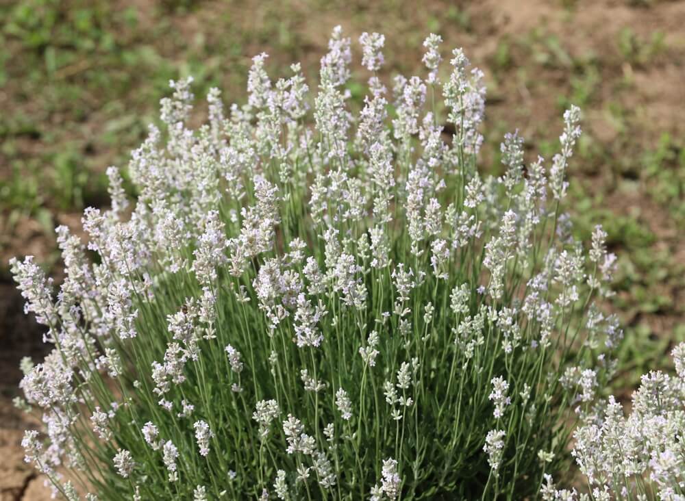 A dense bush of Lavandula 'English Pink' Lavender (Copy), with light purple flowers, grows outdoors in soil amid sparse green grass and plants.