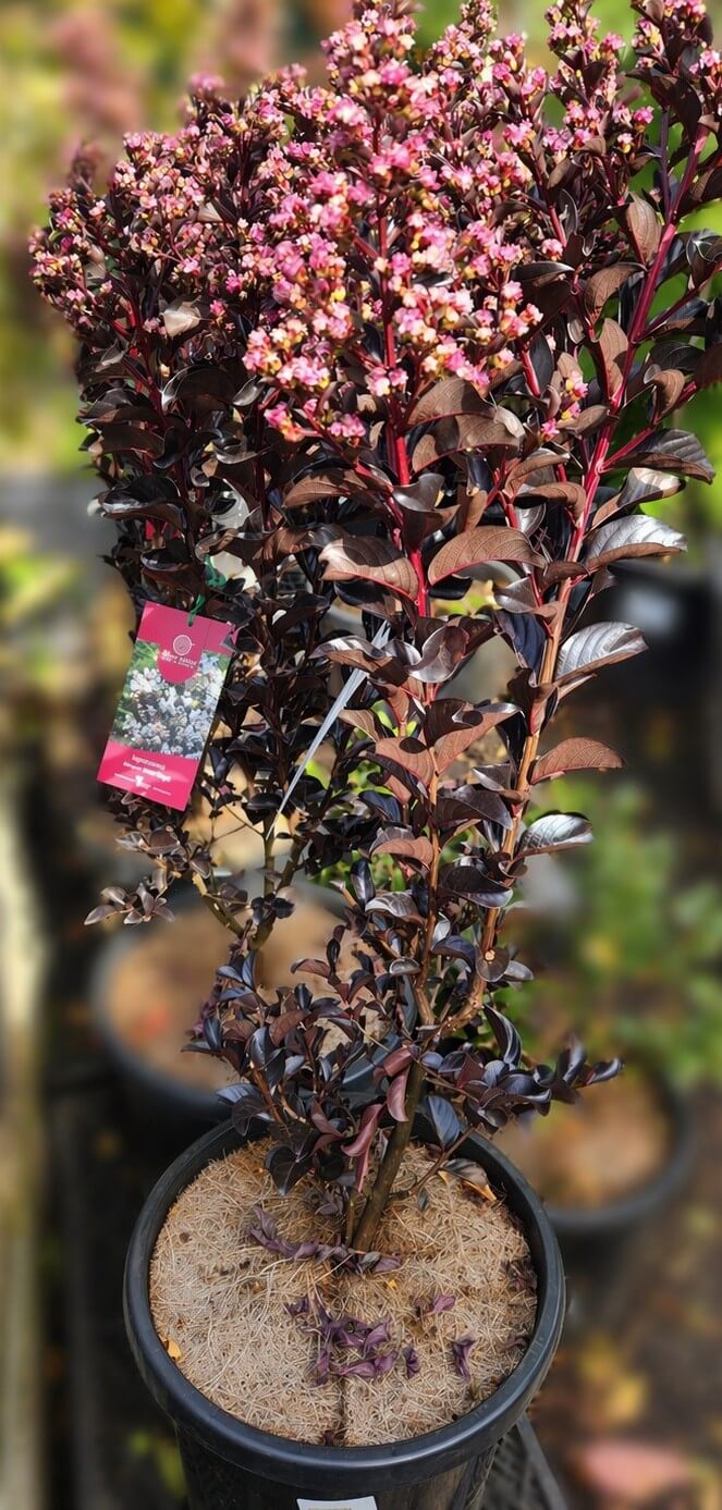A Lagerstroemia 'Shadow Magic™' Crepe Myrtle in a 30cm pot, featuring dark purple leaves and pink flower clusters, shown outdoors with a plant label on one branch.