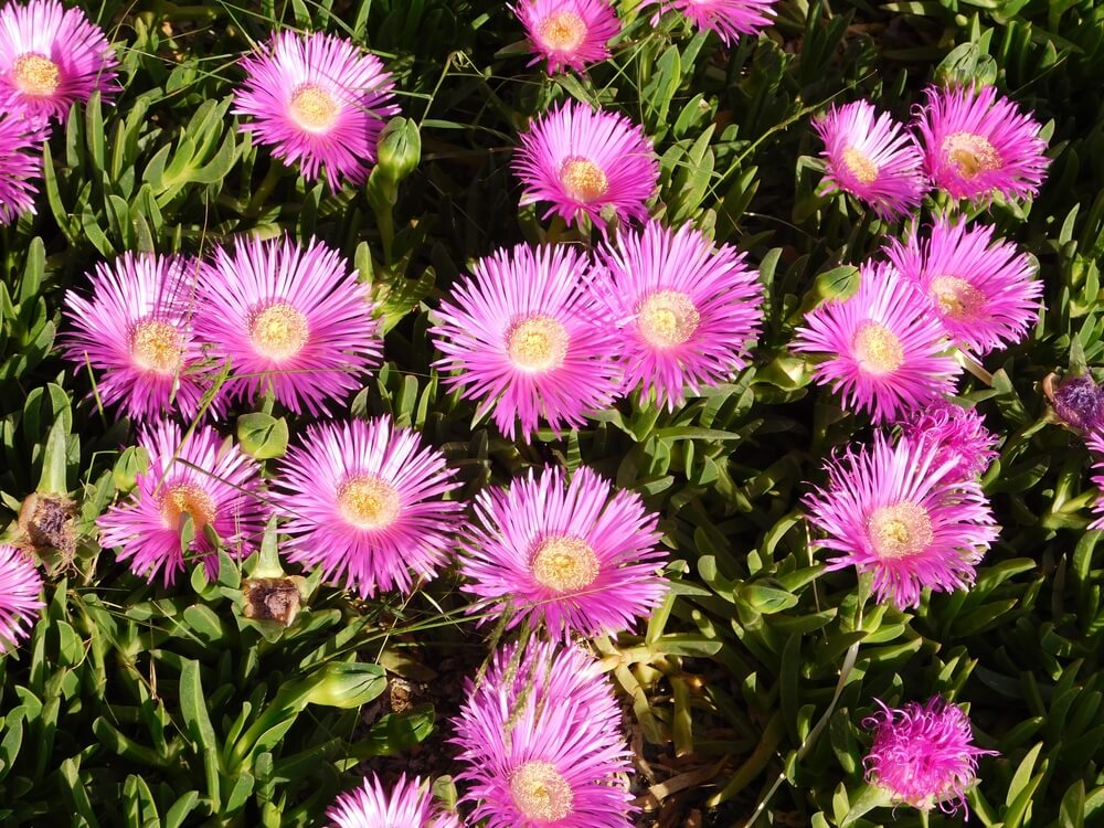 A cluster of bright pink flowers with thin petals and yellow centres grows among green, fleshy leaves.