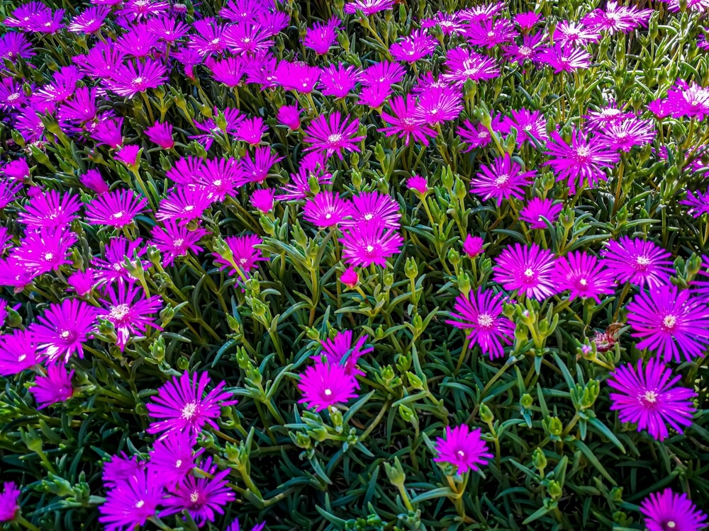Bright magenta flowers with thin petals densely cover green foliage in a sunlit outdoor garden setting.