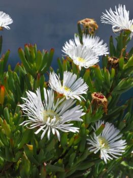 Green succulent plant with numerous elongated leaves and clusters of white, daisy-like flowers, some in bloom and some wilted, set against a blurred dark background.