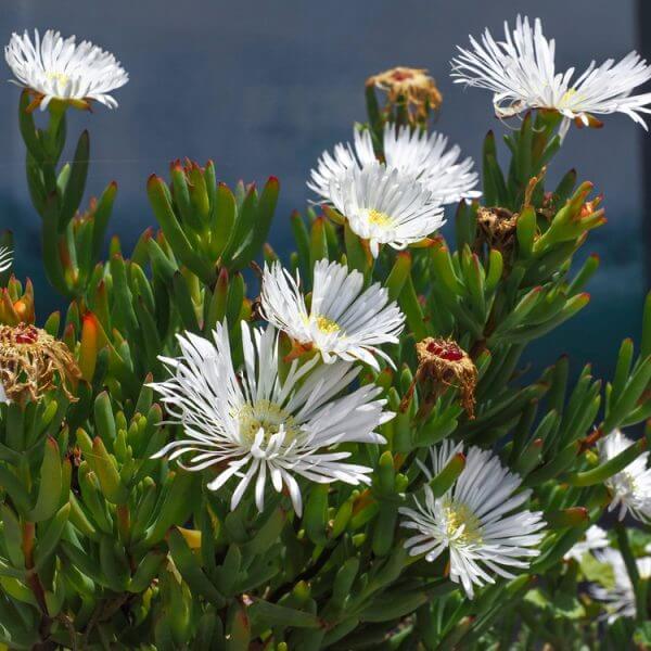 Green succulent plant with numerous elongated leaves and clusters of white, daisy-like flowers, some in bloom and some wilted, set against a blurred dark background.