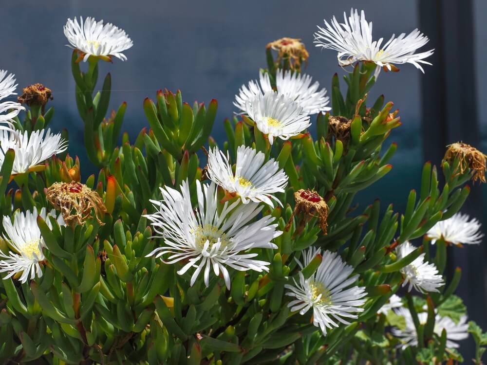 Green succulent plant with numerous elongated leaves and clusters of white, daisy-like flowers, some in bloom and some wilted, set against a blurred dark background.
