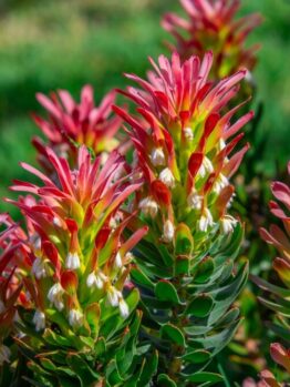 Close-up of several Indian paintbrush (Castilleja) flowers with red and yellow bracts, clustered together, set against a blurred green background.