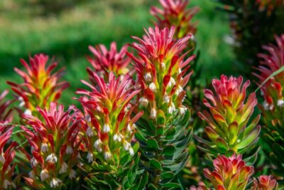 Close-up of several Indian paintbrush (Castilleja) flowers with red and yellow bracts, clustered together, set against a blurred green background.