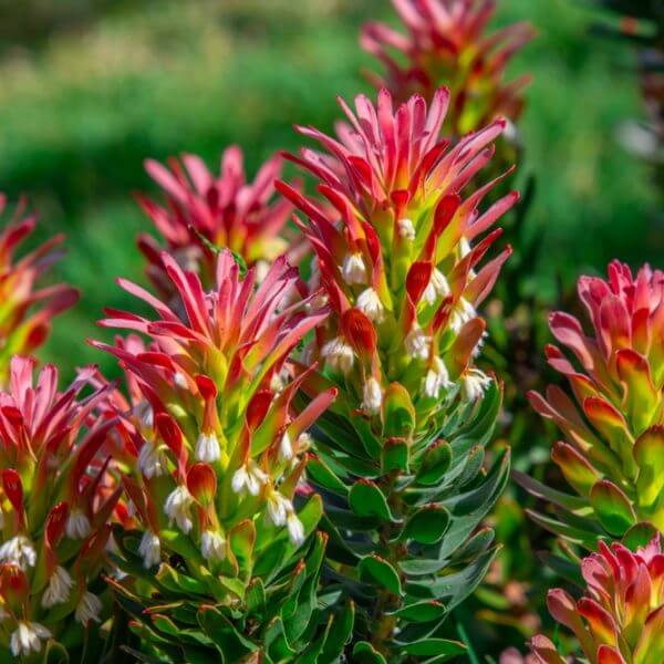 Close-up of several Indian paintbrush (Castilleja) flowers with red and yellow bracts, clustered together, set against a blurred green background.
