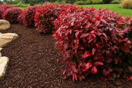 Red-leaved shrubs are planted along a mulched garden bed with large rocks on the left and green grass in the background.