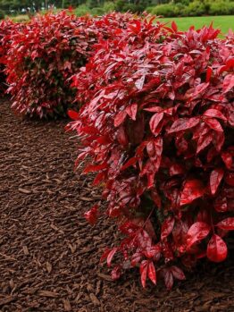 Red-leaved shrubs are planted along a mulched garden bed with large rocks on the left and green grass in the background.