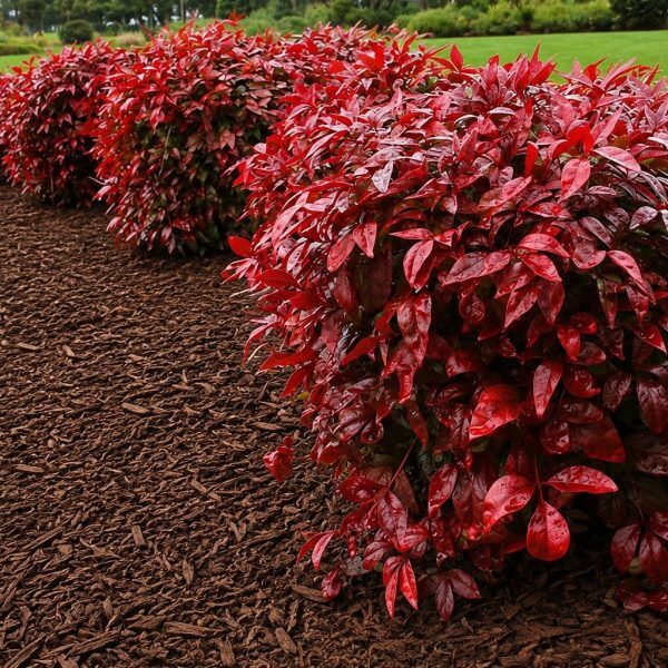 Red-leaved shrubs are planted along a mulched garden bed with large rocks on the left and green grass in the background.