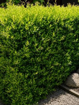 A neatly trimmed green hedge borders a gravel path, with several large rocks arranged along the edge.