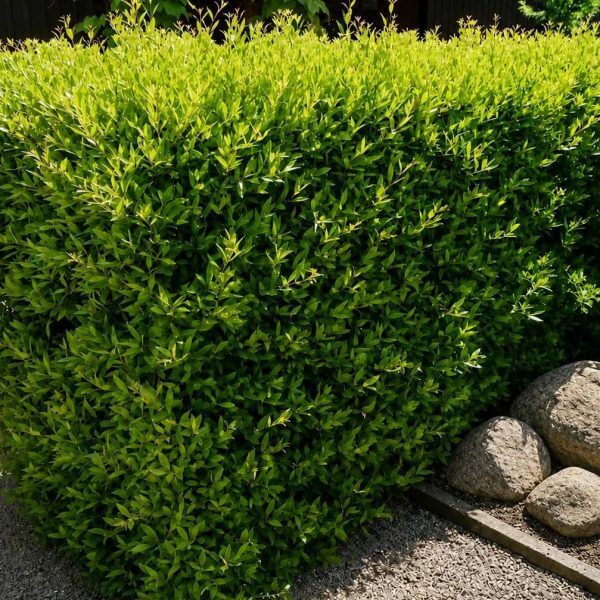 A neatly trimmed green hedge borders a gravel path, with several large rocks arranged along the edge.