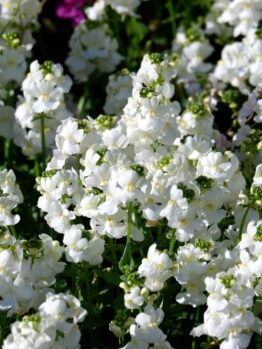 Clusters of small white Nemesia 'Confetti White' flowers bloom densely in a 15cm pot, set against green foliage with soft hints of pink in the background.