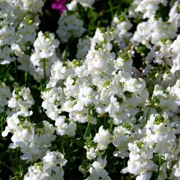 Clusters of small white Nemesia 'Confetti White' flowers bloom densely in a 15cm pot, set against green foliage with soft hints of pink in the background.
