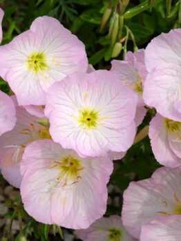Oenothera 'Twilight' Evening Primrose blooms pale pink with yellow-green centres, set among green leaves in a 15cm pot; small stones can be seen in the bottom left corner.
