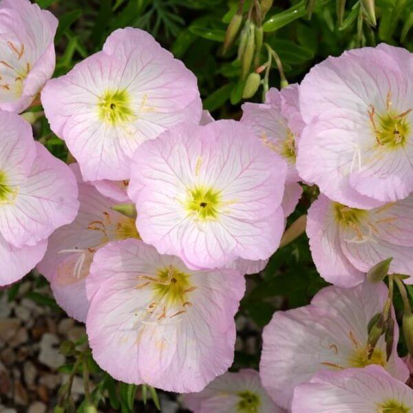 Oenothera 'Twilight' Evening Primrose blooms pale pink with yellow-green centres, set among green leaves in a 15cm pot; small stones can be seen in the bottom left corner.