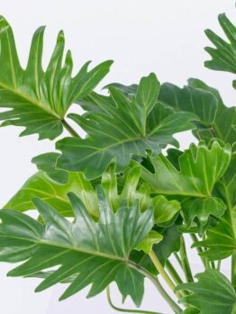 Close-up of a healthy Philodendron 'Peggasus' PBR in an 8" pot, featuring large, glossy, deeply lobed green leaves set against a plain light background.