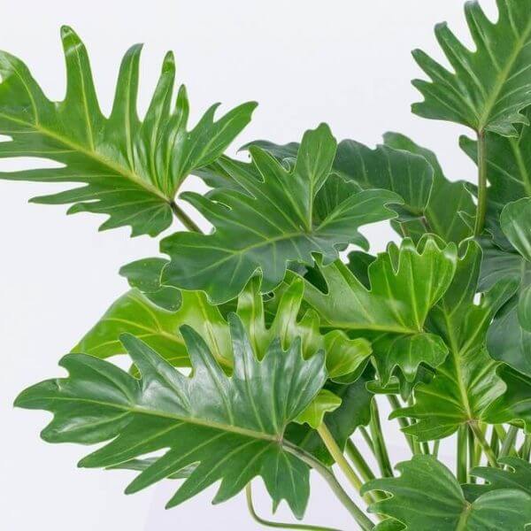 Close-up of a healthy Philodendron 'Peggasus' PBR in an 8" pot, featuring large, glossy, deeply lobed green leaves set against a plain light background.