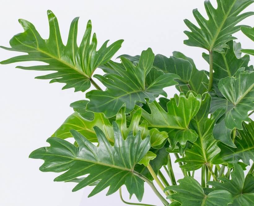 Close-up of a healthy Philodendron 'Peggasus' PBR in an 8" pot, featuring large, glossy, deeply lobed green leaves set against a plain light background.