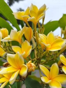Plumeria 'Gold Nugget' Frangipani 8" Pot displays a vibrant cluster of yellow and white flowers in full bloom, set against lush green foliage.