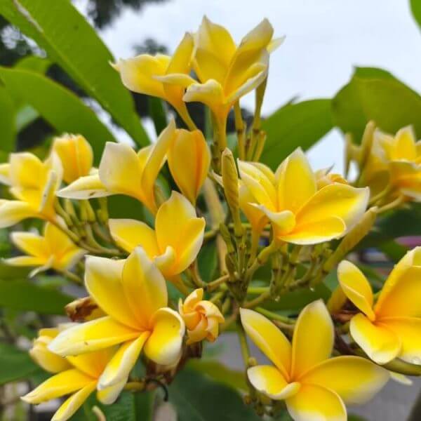 Plumeria 'Gold Nugget' Frangipani 8" Pot displays a vibrant cluster of yellow and white flowers in full bloom, set against lush green foliage.