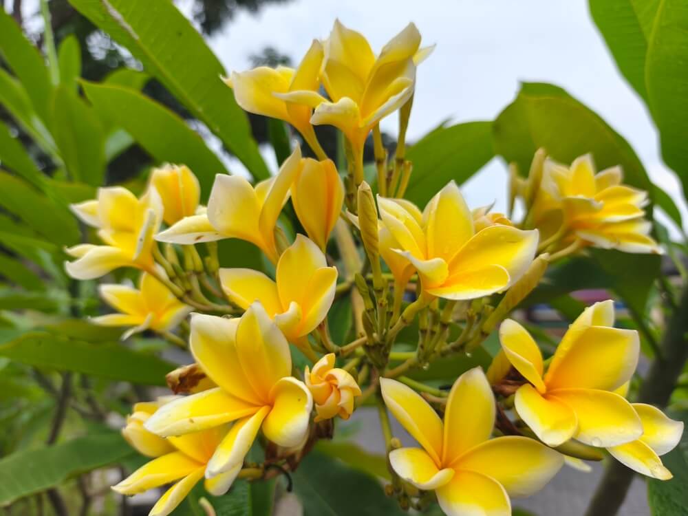 Plumeria 'Gold Nugget' Frangipani 8" Pot displays a vibrant cluster of yellow and white flowers in full bloom, set against lush green foliage.
