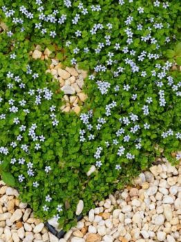 Heart-shaped patch of green plants with small blue flowers surrounded by light-coloured pebbles.
