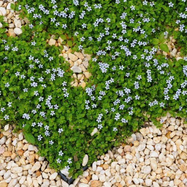Heart-shaped patch of green plants with small blue flowers surrounded by light-coloured pebbles.