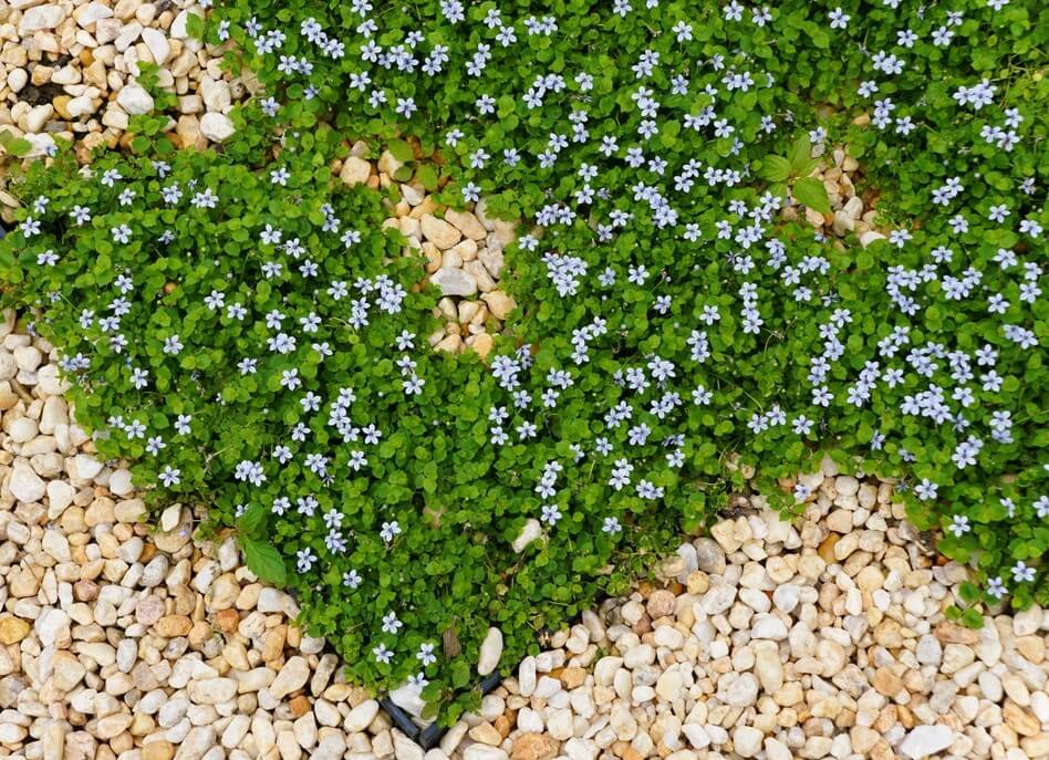 Heart-shaped patch of green plants with small blue flowers surrounded by light-coloured pebbles.