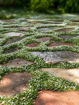 Large, irregular stone paving slabs are set in the ground with green foliage and small white flowers growing between the gaps.