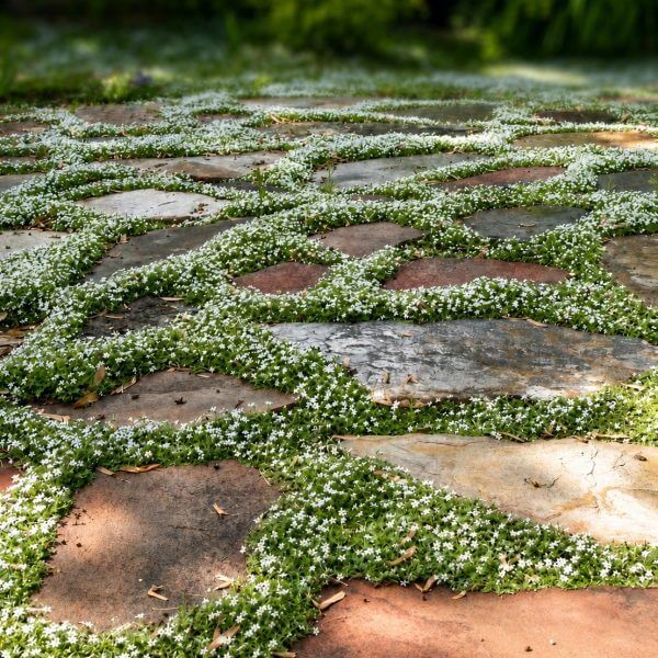 Large, irregular stone paving slabs are set in the ground with green foliage and small white flowers growing between the gaps.