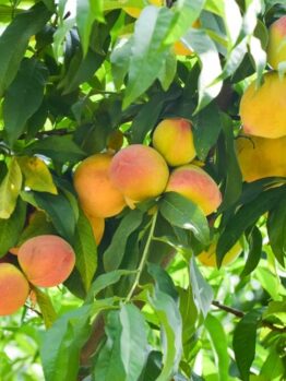 A close-up of ripe peaches growing on a tree among green leaves.