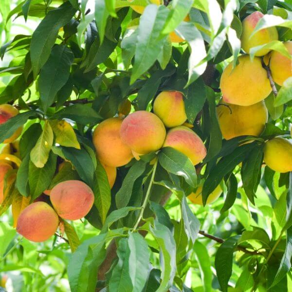 A close-up of ripe peaches growing on a tree among green leaves.
